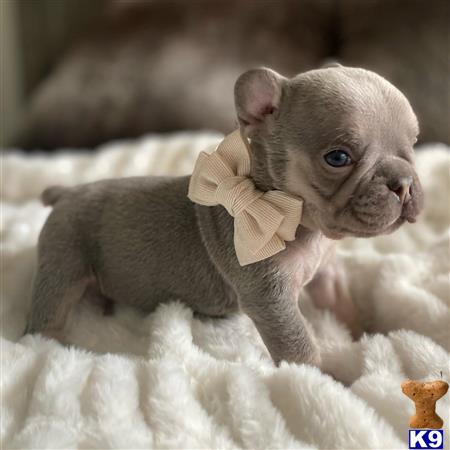 COUTURE WEST FRENCHIES Picture 2